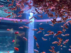-海合安成都极地海洋公园