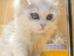 -屋虎猫馆(宝安大仟里店)