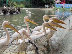 -广州长隆飞鸟乐园