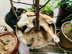 -新疆狼爷烤肉(宋庄店)