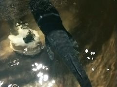 -阿瓦山寨·湘菜现炒·剁椒鱼头王(咸阳总店)