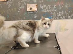 -猫咪派对(江南西店)