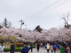 -樱花山风景区