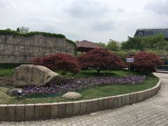 -嘉定紫藤园