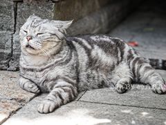-龙华寺