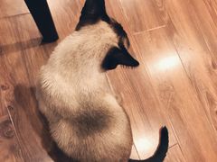-猫友咖啡店(玉林西路店)