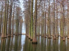 -渌洋湖湿地公园