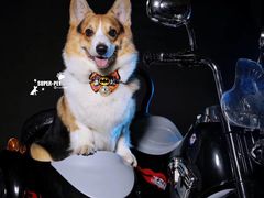 -超宠爱宠物摄影-Super pet