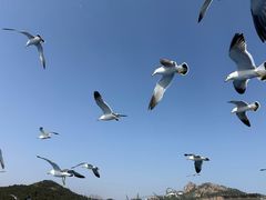 -海驴岛(荣成市)