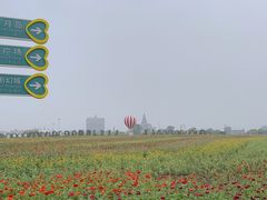 -荷兰花海
