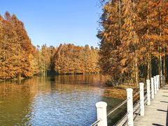 -上海海湾国家森林公园