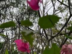 -深圳仙湖植物园