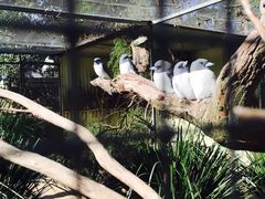 -费瑟代尔野生动物园