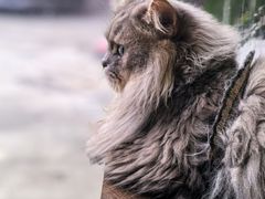 -豆逗聊愈猫阁Easy Life