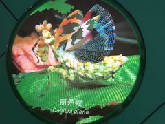 -上海昆虫博物馆