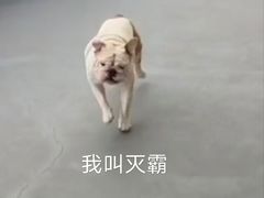 -宠物之家Pets Home 宠物寄养酒店