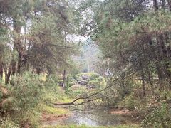 -铁山坪森林公园