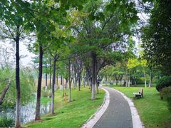 -合肥滨湖国家森林公园