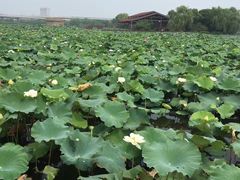 -荷塘月色湿地公园·向阳花洲