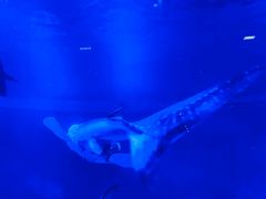 -烟台海昌鲸鲨海洋公园