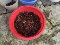 -同銮特种养殖场·龙虾垂钓