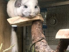 -藦茜花园宠物主题亲子互动体验馆(国顺东路店)