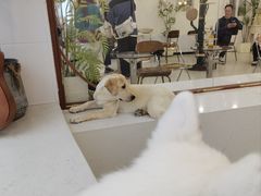 -共舞时光猫咖·狗咖(新街口店)