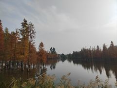 -白鹭湾湿地公园