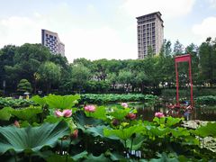 -陈家山荷花公园
