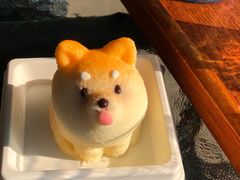 -柴犬高等学院·狗咖·柴犬售卖·宠物训练