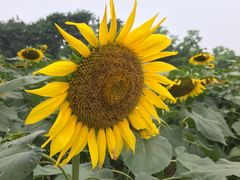 -松山湖梦幻百花洲