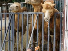 -泉州海丝野生动物世界