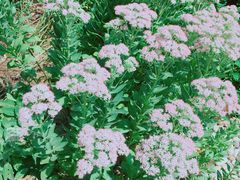 -合肥滨湖国家森林公园