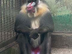 -昆明动物园