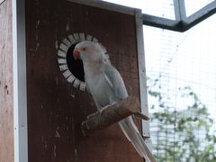 -吉隆坡雀鸟公园