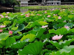 -荔湾湖公园