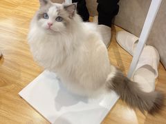 -啵啵喵·猫咖(攀华国际店)