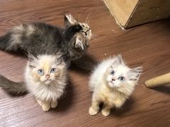 -楼上猫咖(罗湖店)