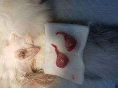 -关爱宠物医院·猫科中心·消化科(滨湖万达分院)