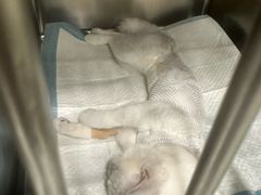 -艾吉宠物医院·疑难杂症转诊中心·猫友好(碧江路院)