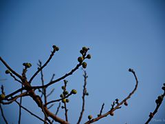 -烟墩角天鹅湖