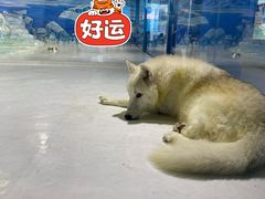 -哈尔滨极地公园