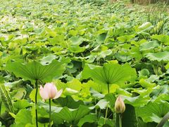 -谷咖啡·鲜花绿植花园餐厅