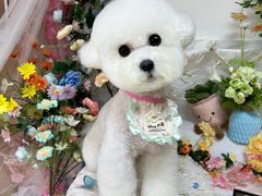 -瑞派申生动物医院·24H夜诊·国际动物医疗中心·骨外科(吴中路店)