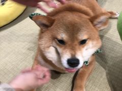 -逗柴咖啡屋·狗咖猫咖宠物桌游