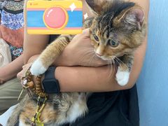 -纳吉亚猫专科动物诊疗中心(蒋宅口分院)