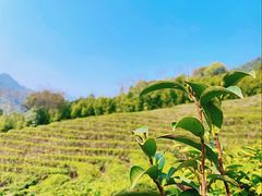 -姑婆山旅游区