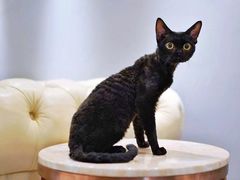-猫十亿·布偶金渐层·曼基康矮脚猫舍(青年路店)