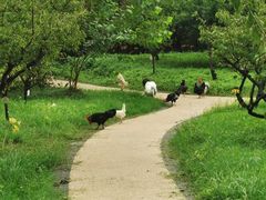 -昆山城市生态森林公园