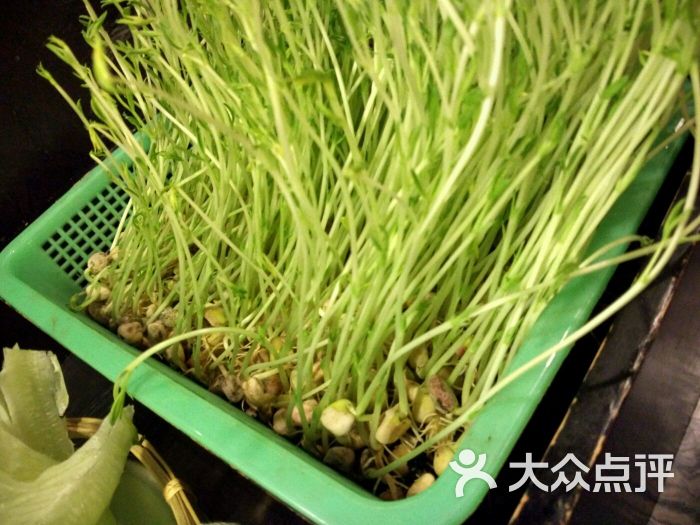 齐民市集(芮欧百货店)松柳芽图片 - 第7222张